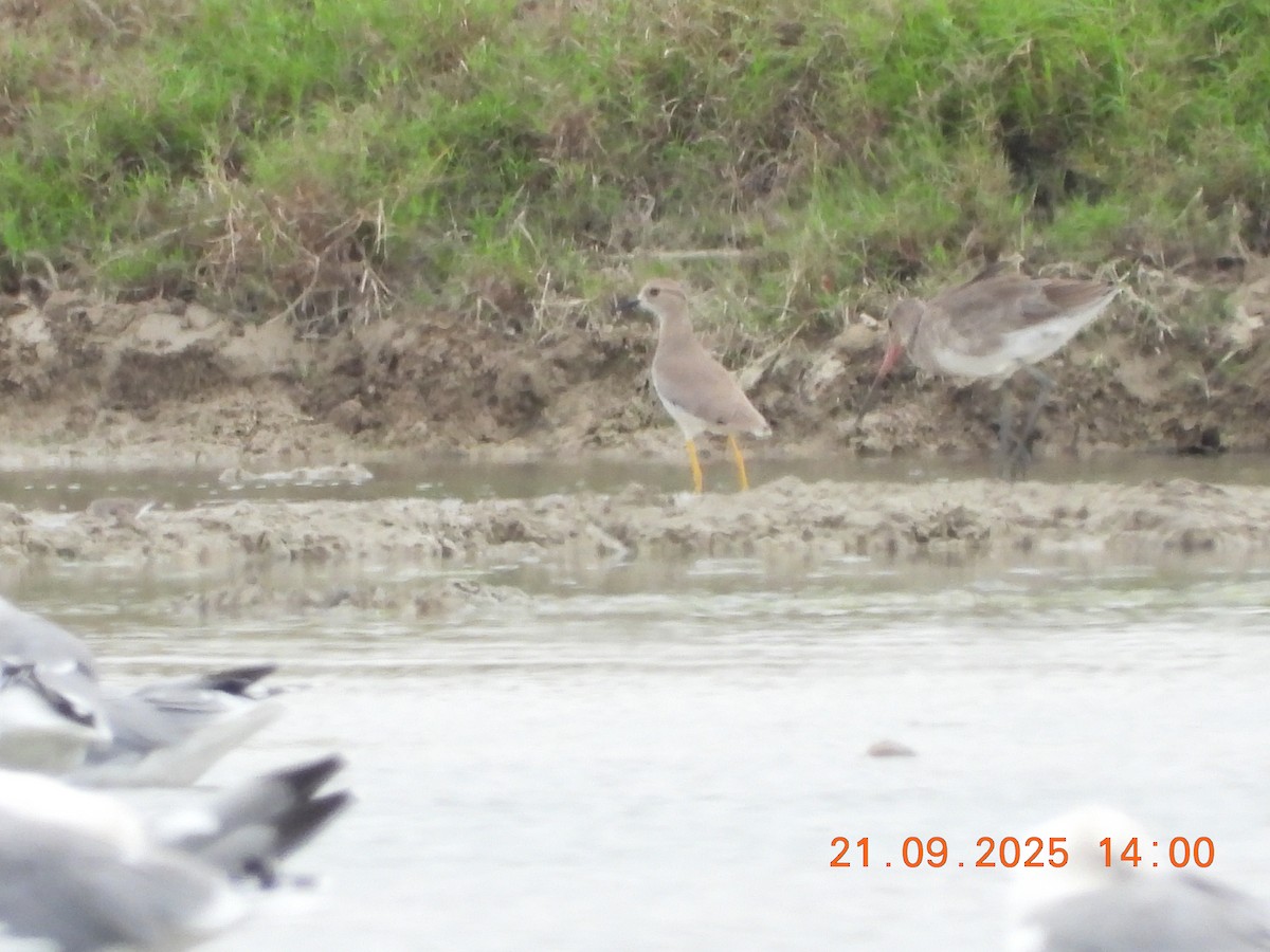 White-tailed Lapwing - ML642445824