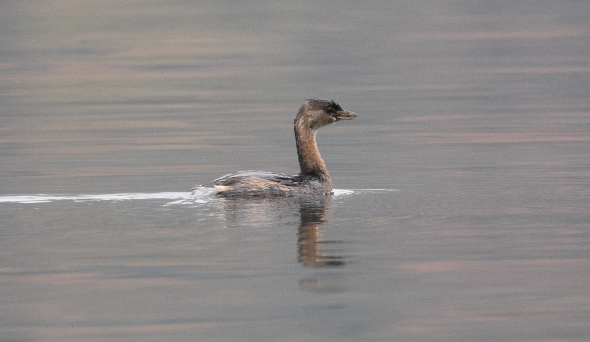 Pied-billed Grebe - ML642445828