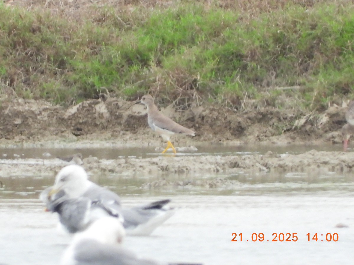 White-tailed Lapwing - ML642445835