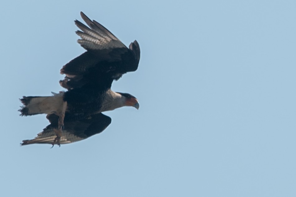 Crested Caracara (Northern) - ML642445837