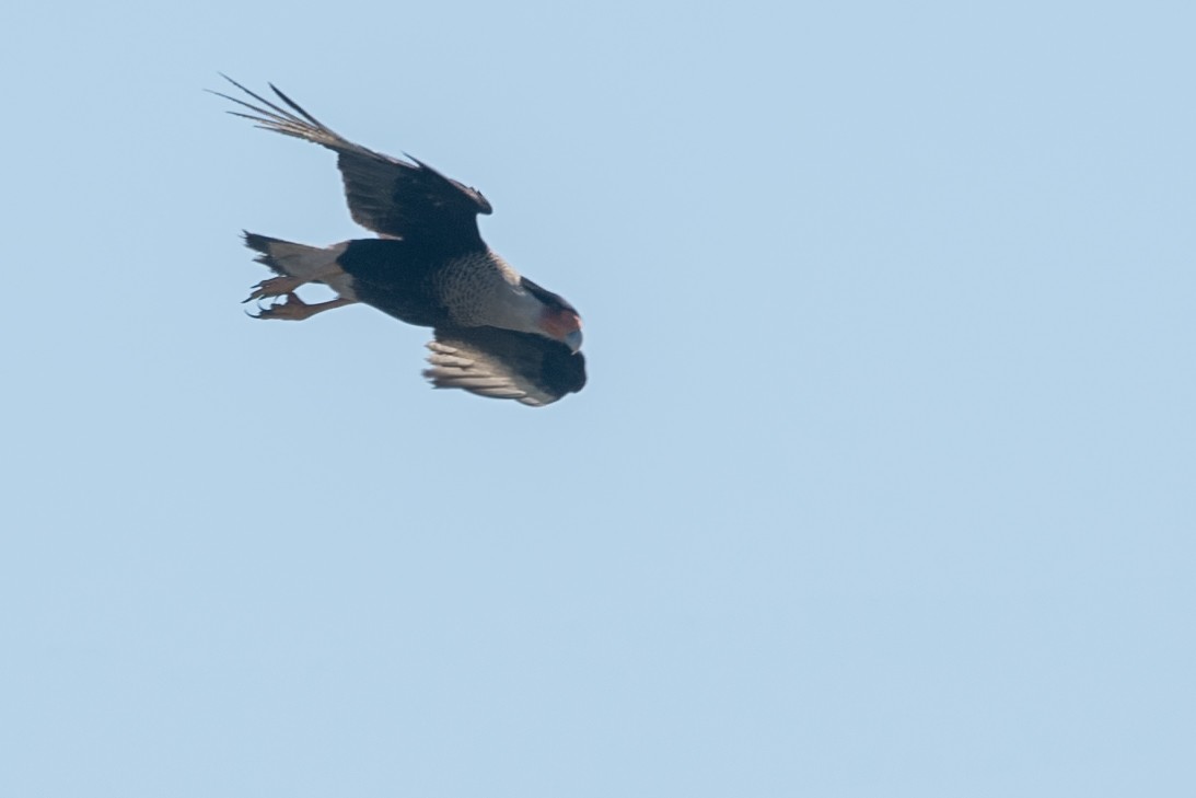 Crested Caracara (Northern) - ML642445838