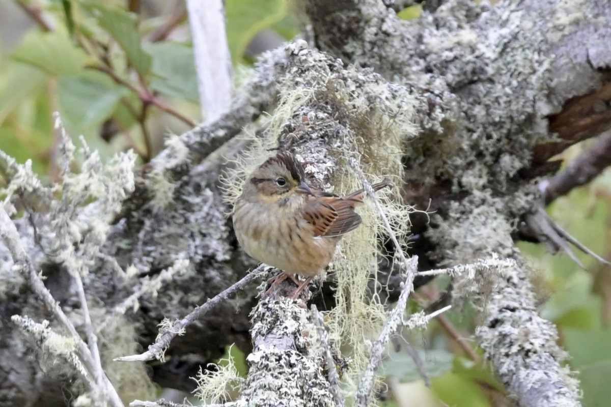 Swamp Sparrow - ML642445844