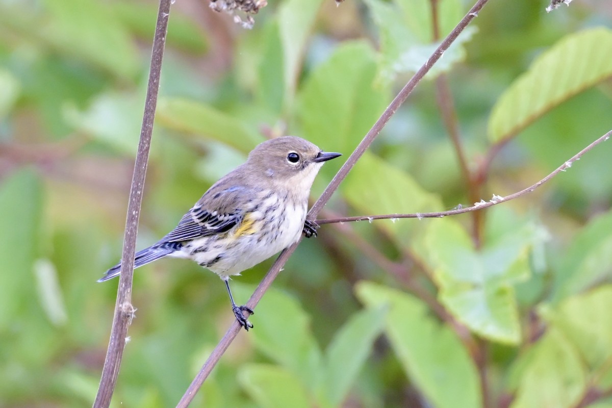 Yellow-rumped Warbler - ML642445848