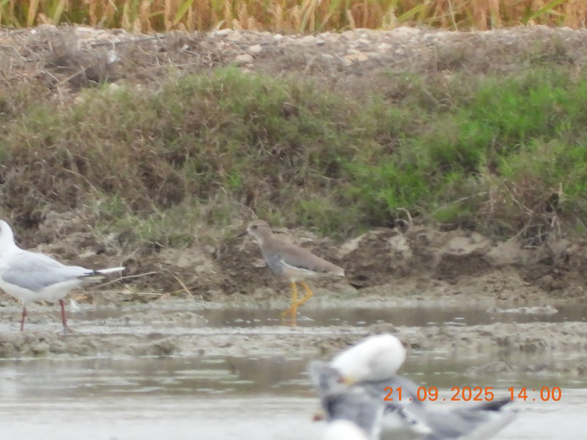 White-tailed Lapwing - ML642445849