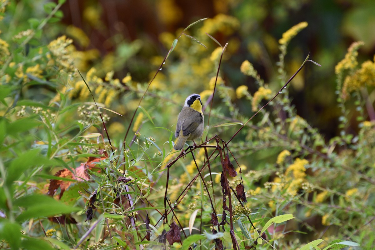 Common Yellowthroat - ML642445859