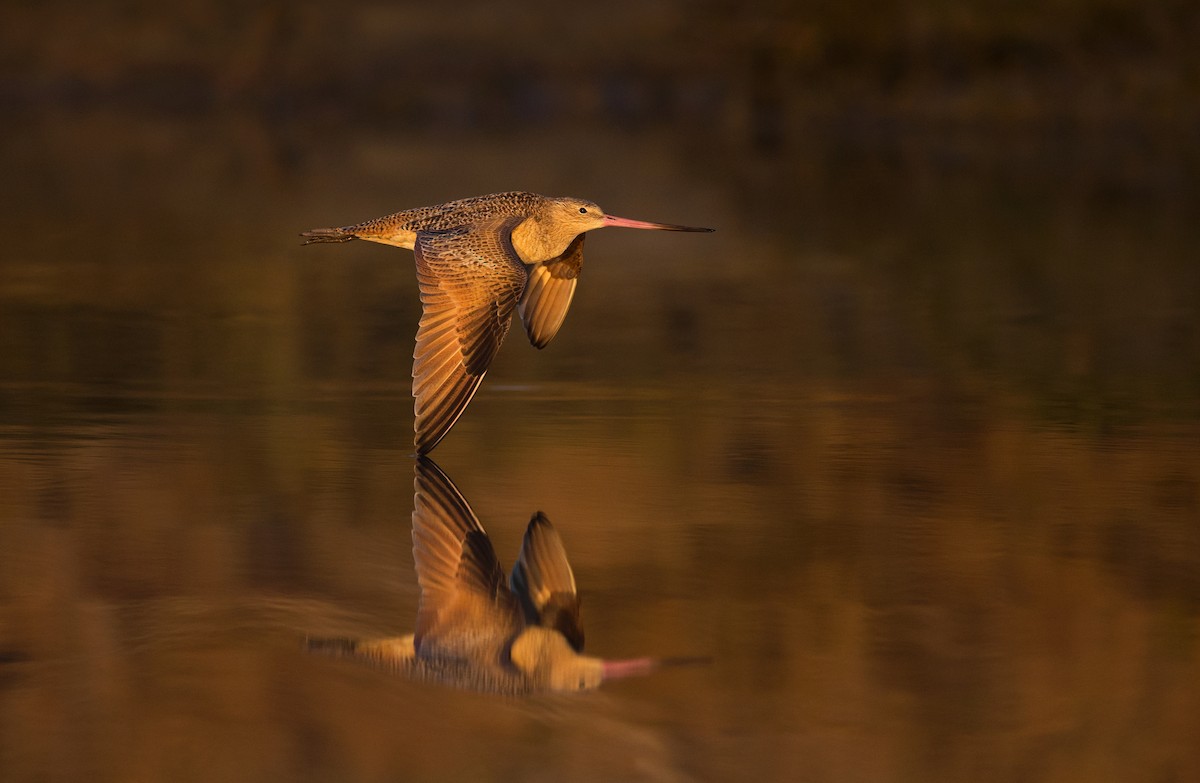 Marbled Godwit - ML642445865