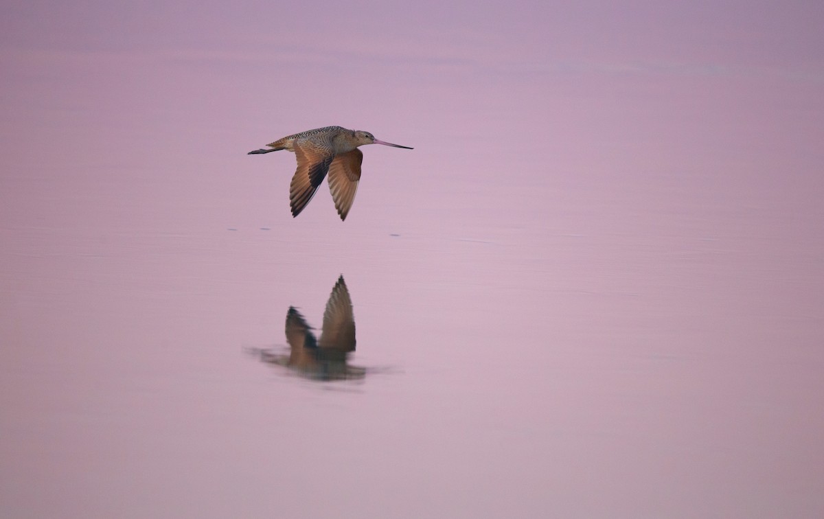 Marbled Godwit - ML642445867