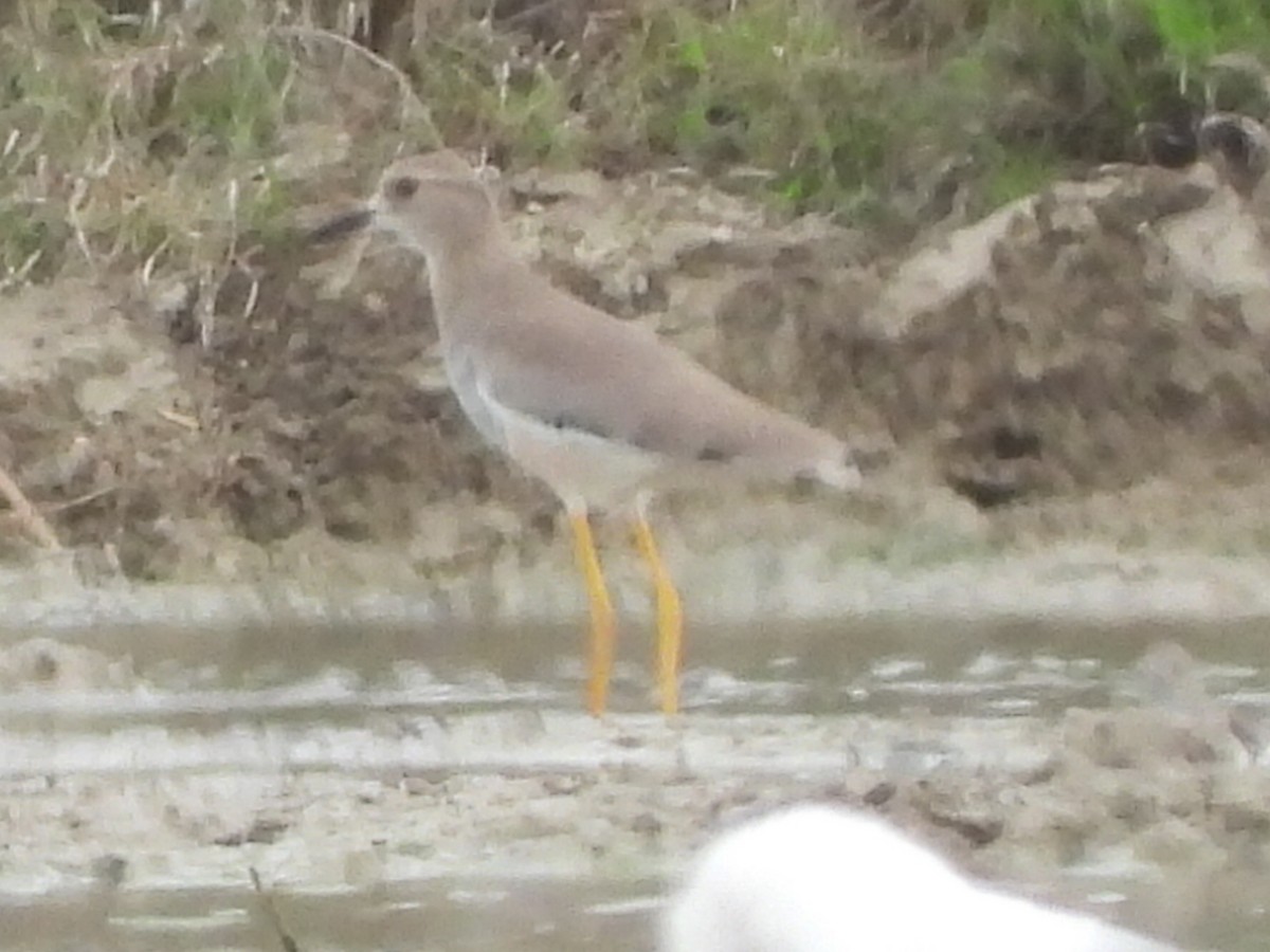 White-tailed Lapwing - ML642445875