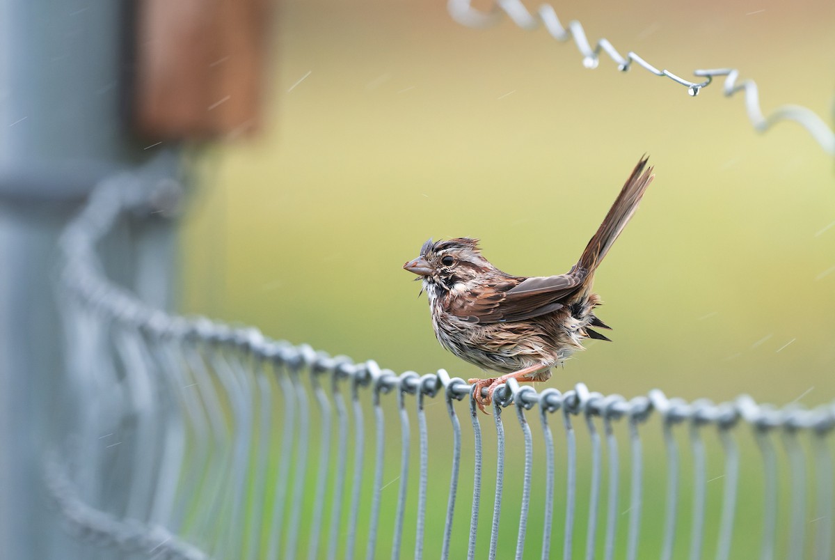 Song Sparrow - ML642445893