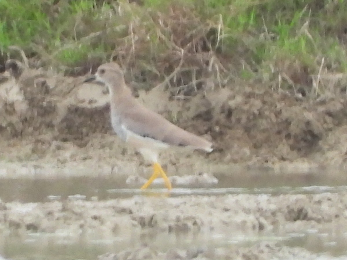 White-tailed Lapwing - ML642445905