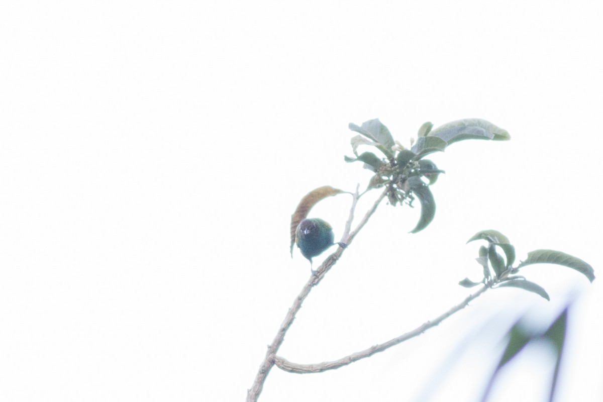 Bay-headed Tanager - ML642445913