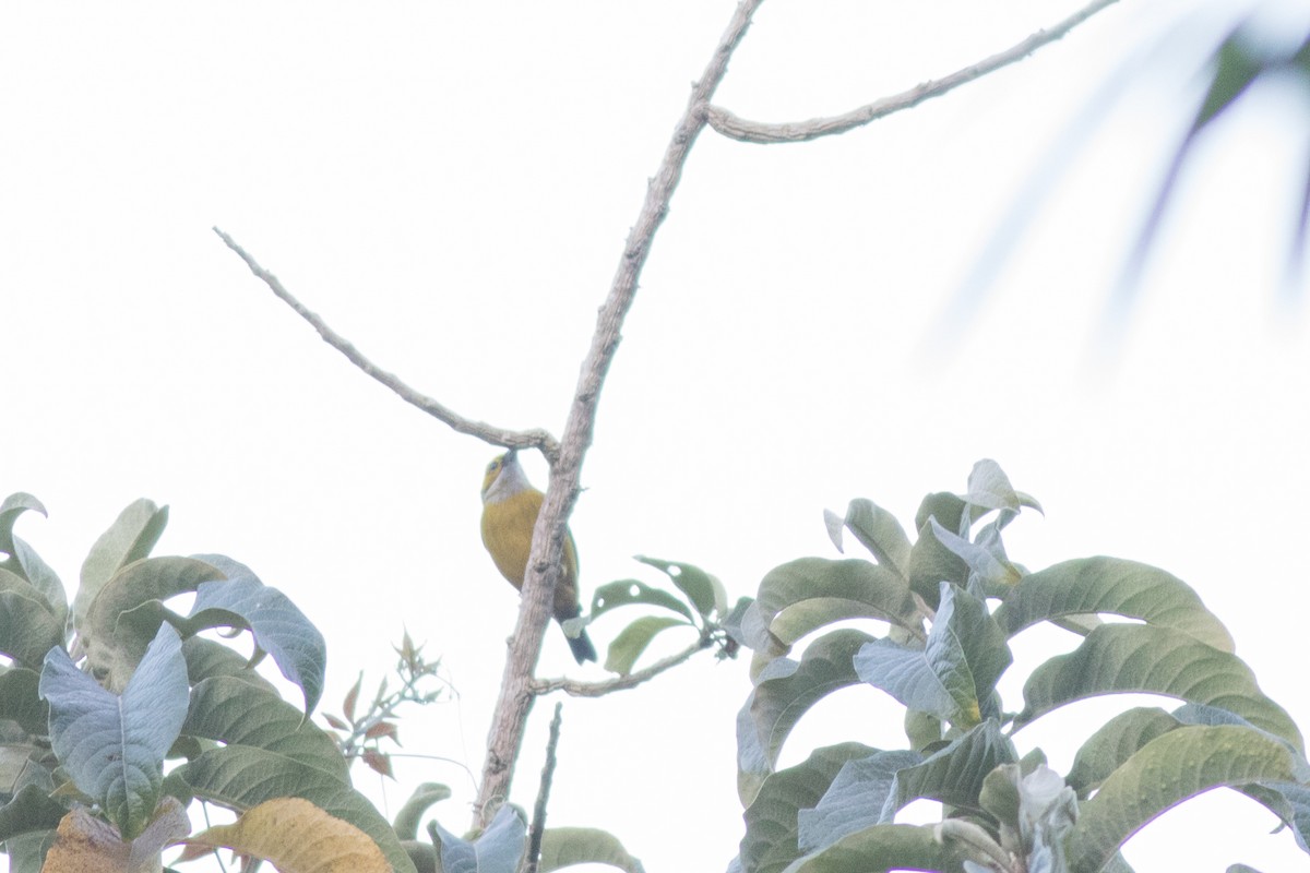Silver-throated Tanager - ML642445921