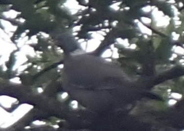 Tahtalı - ML642445928