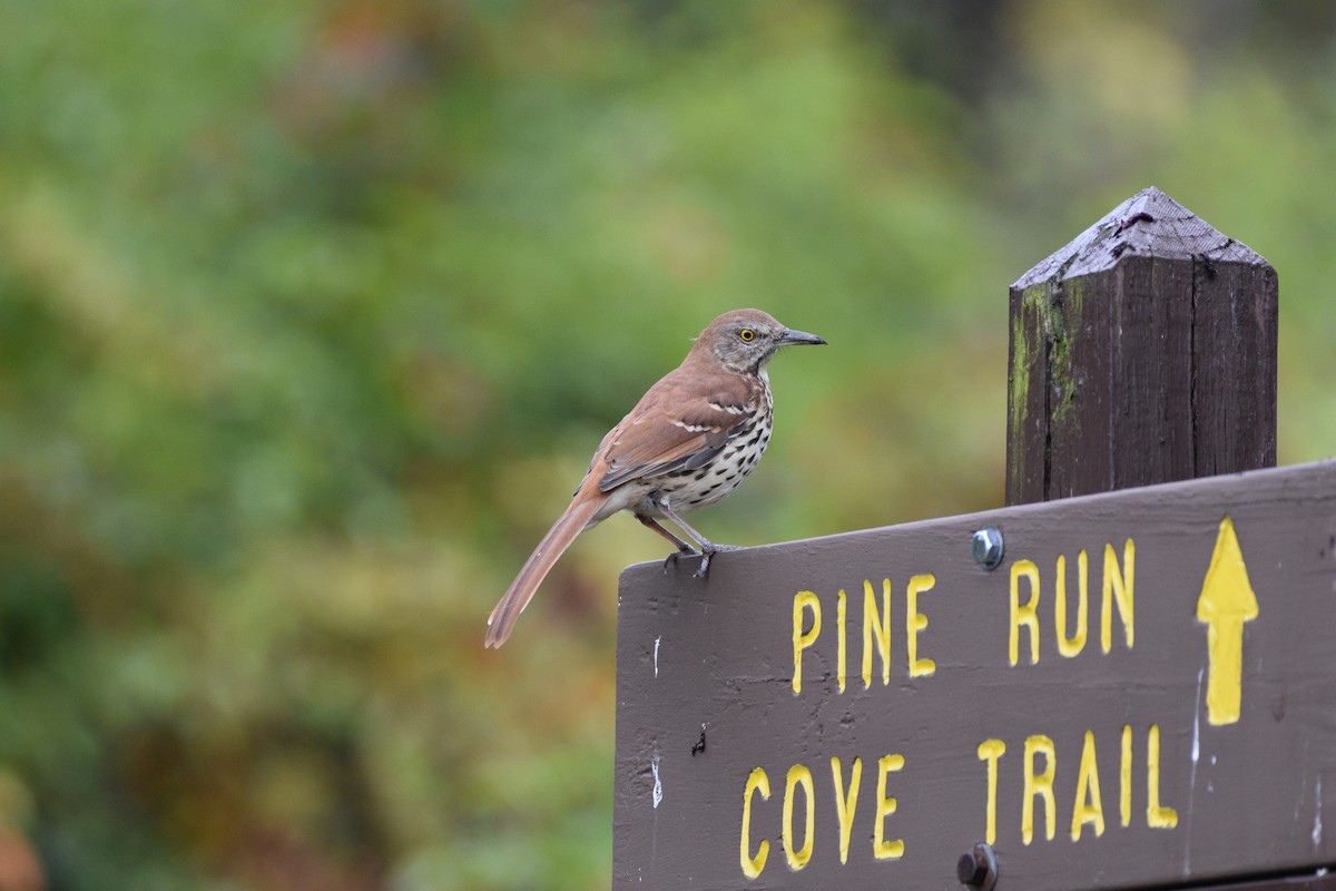 Brown Thrasher - ML642445948