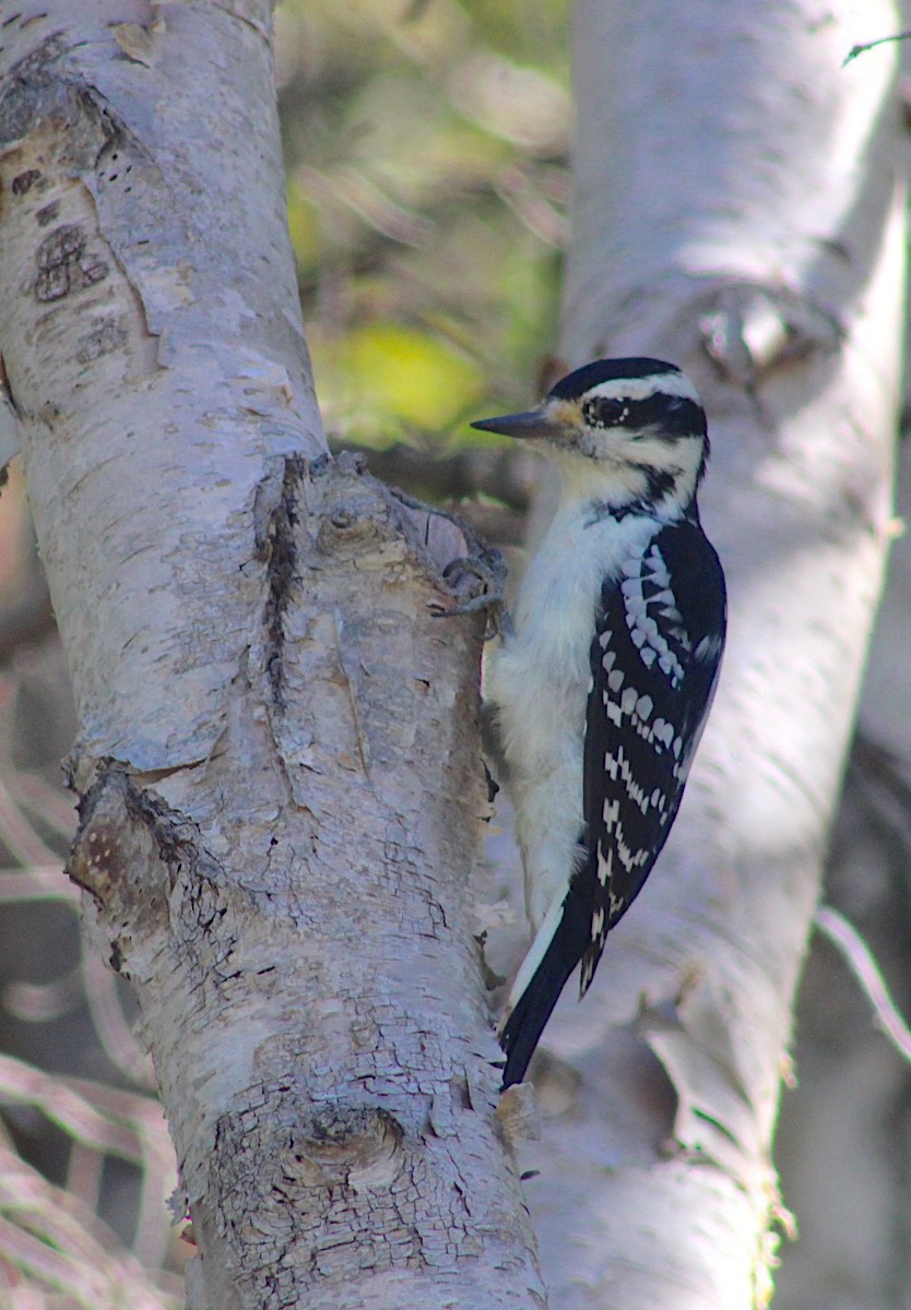 Hairy Woodpecker - ML642445952