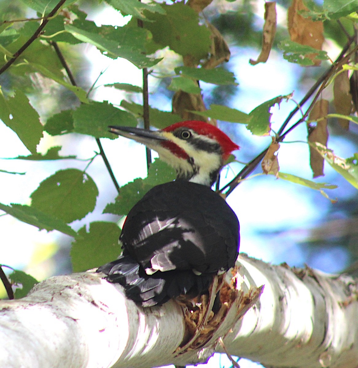 Pileated Woodpecker - ML642445961