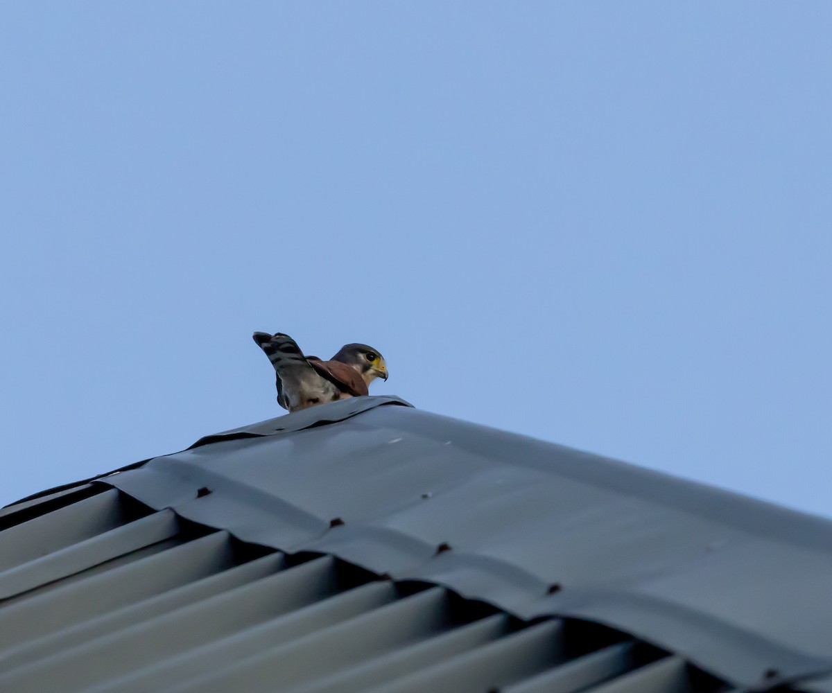 Seychelles Kestrel - ML642445966