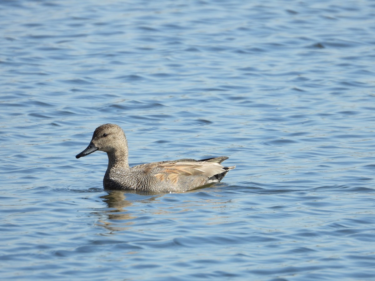 Gadwall - ML642445980