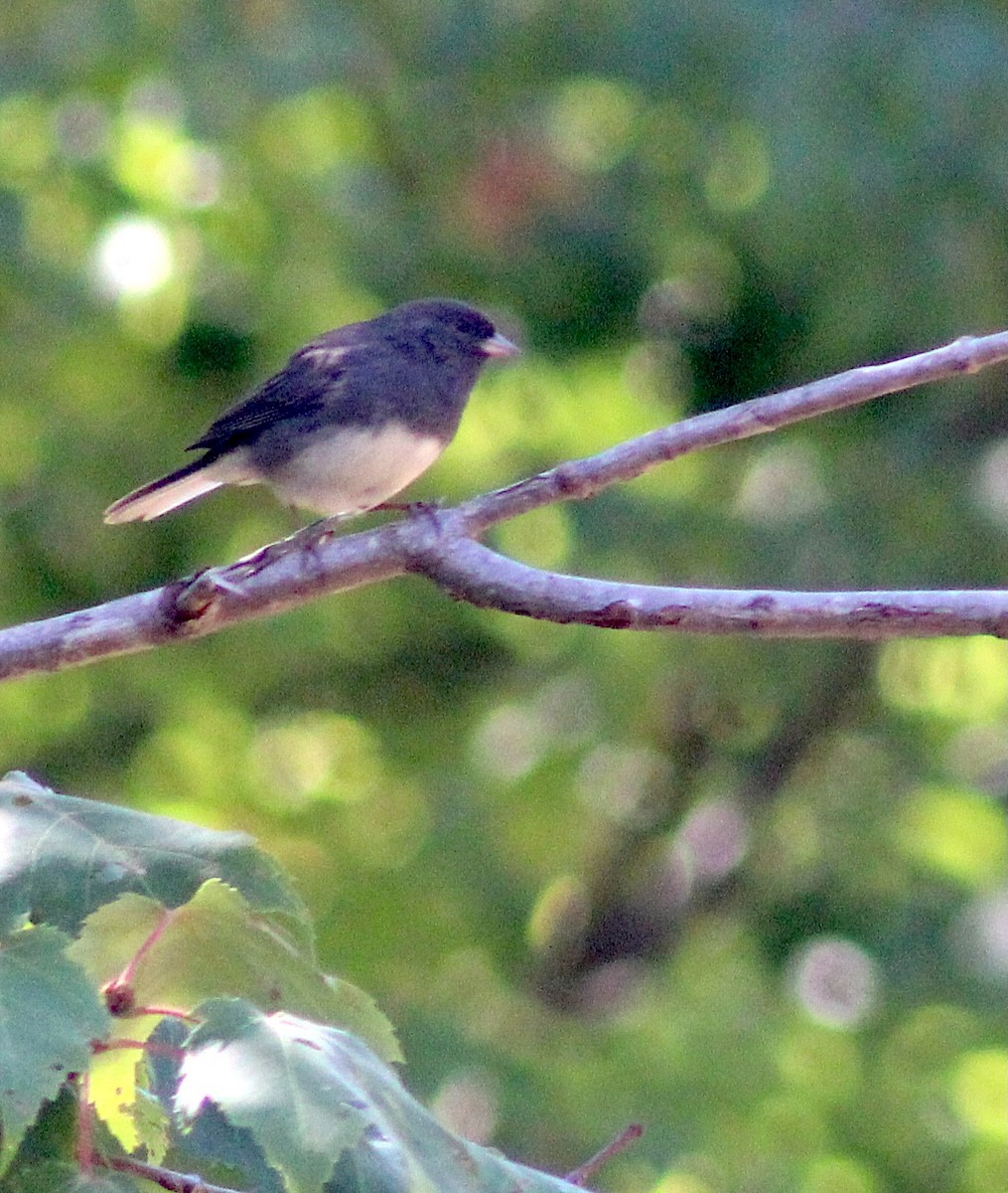 Dark-eyed Junco - ML642445998