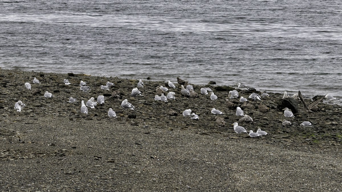 American Herring Gull - ML642445999