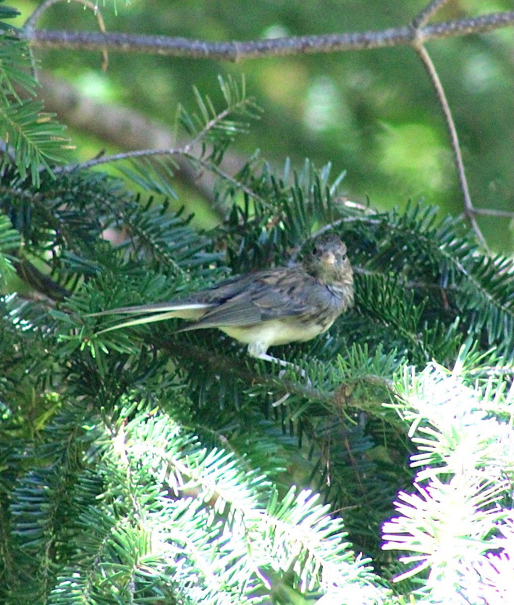 Dark-eyed Junco - ML642446006