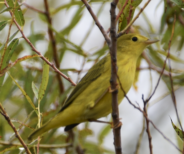 Northern Yellow Warbler - ML642446007