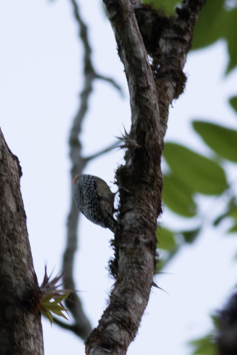 Red-crowned Woodpecker - ML642446033
