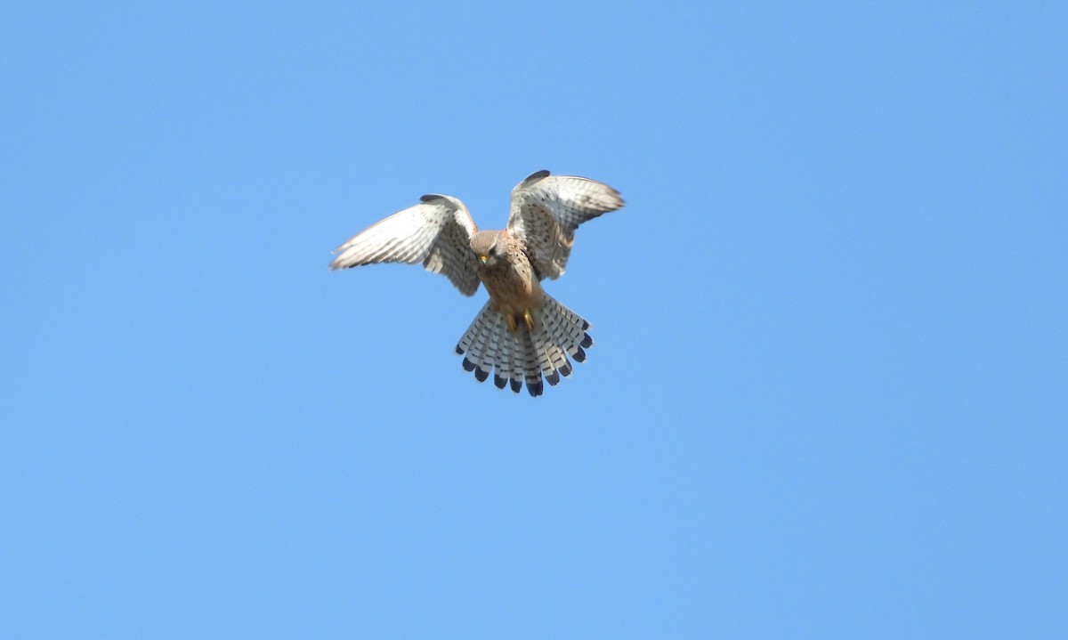 Eurasian Kestrel - ML642446085