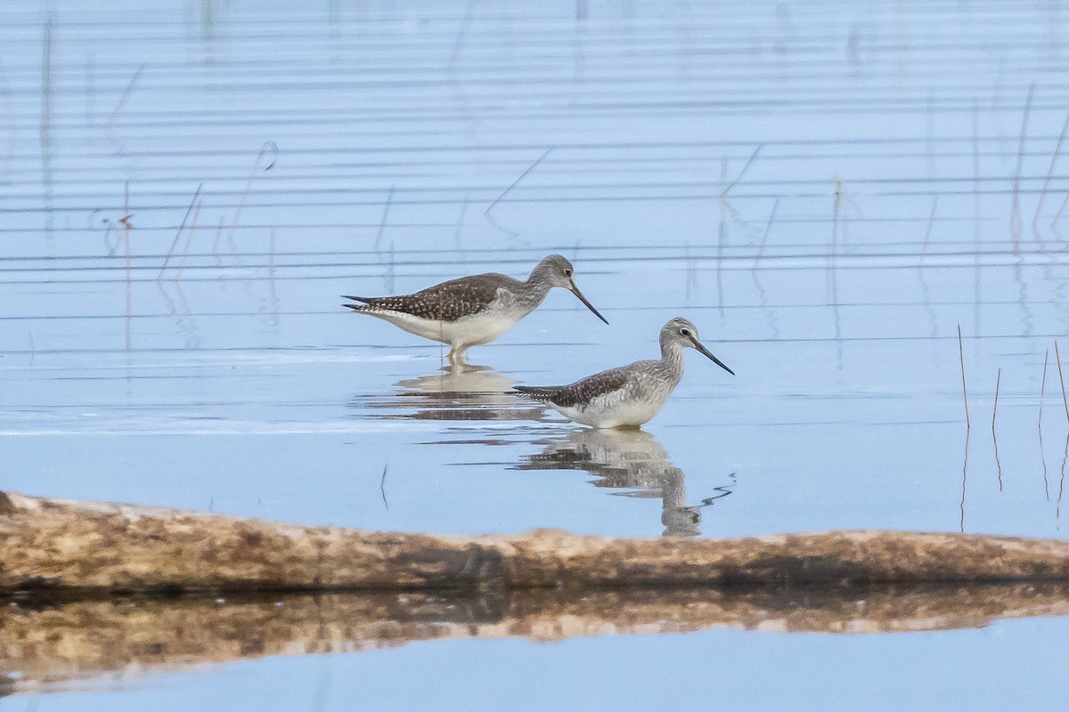 Greater Yellowlegs - ML642446110
