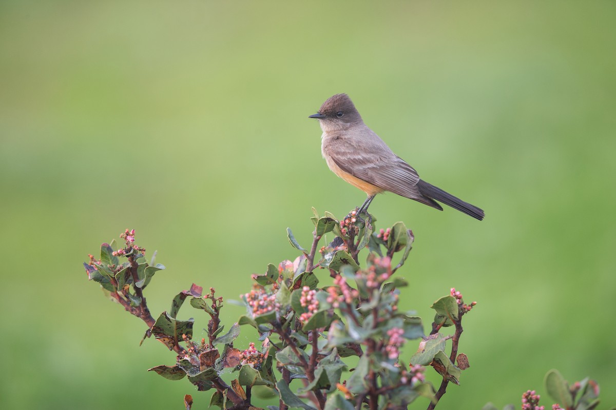 Say's Phoebe - ML642446120