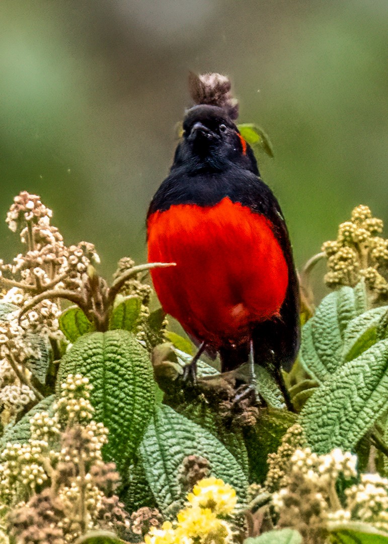 Scarlet-bellied Mountain Tanager - ML642446132