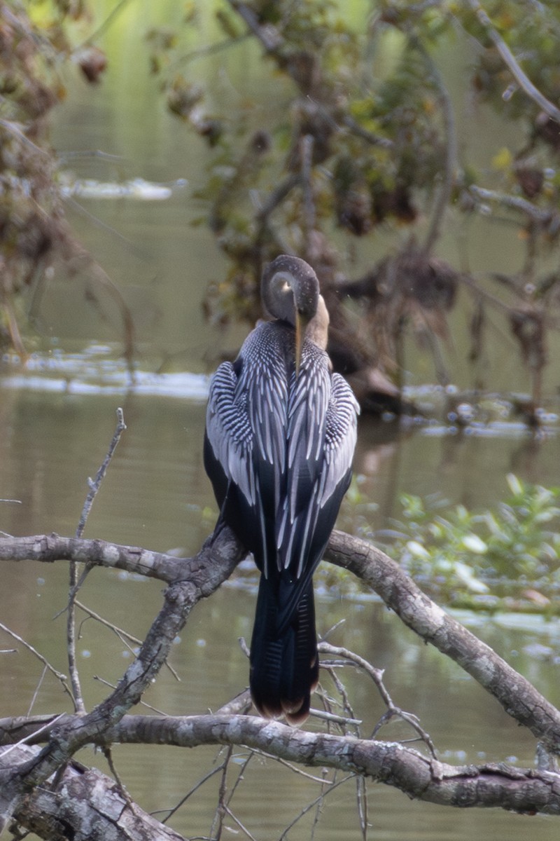 Anhinga - ML642446133
