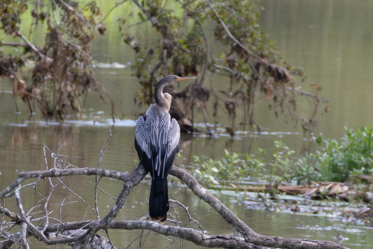 Anhinga - ML642446134