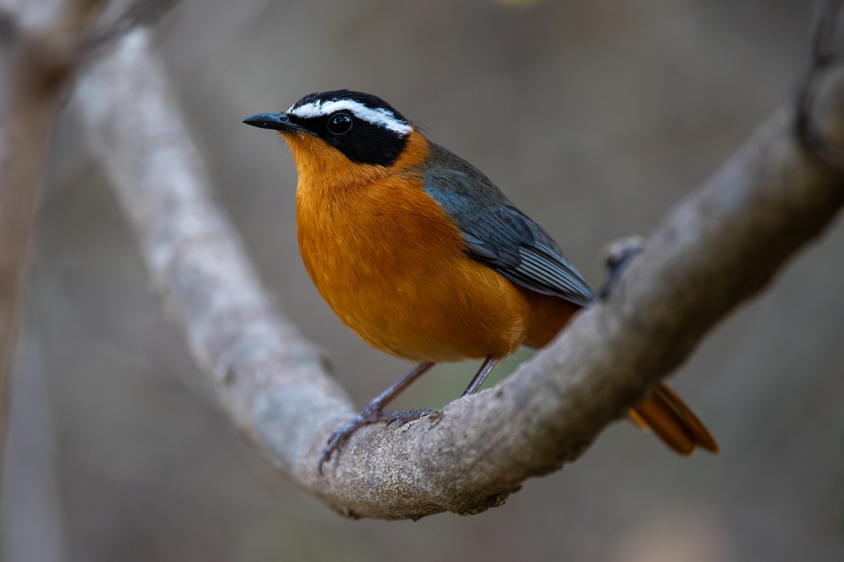 White-browed Robin-Chat - ML642446135