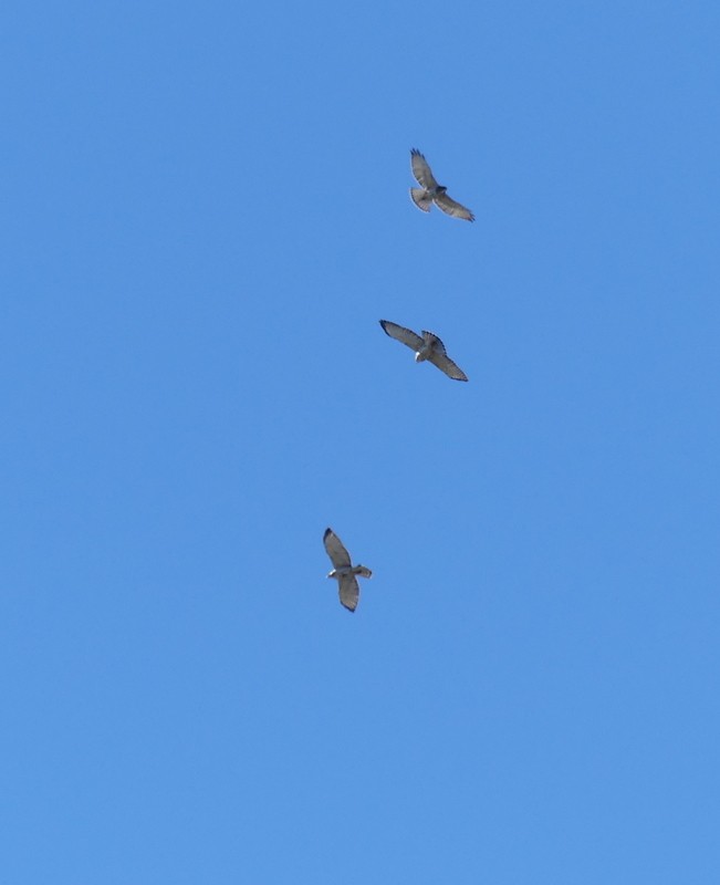 Broad-winged Hawk - ML642446153