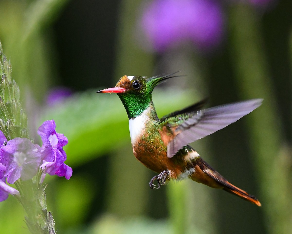 White-crested Coquette - ML642446168