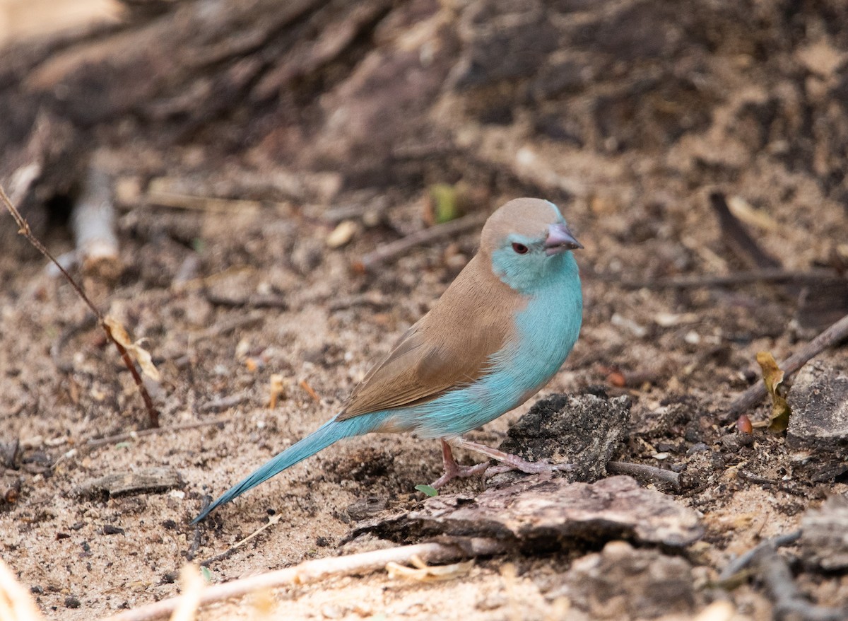 Southern Cordonbleu - ML642446184