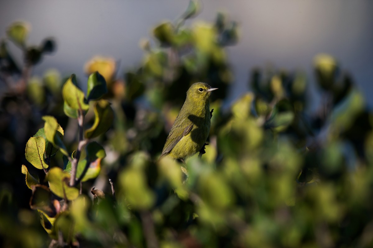 Orange-crowned Warbler - ML642446216