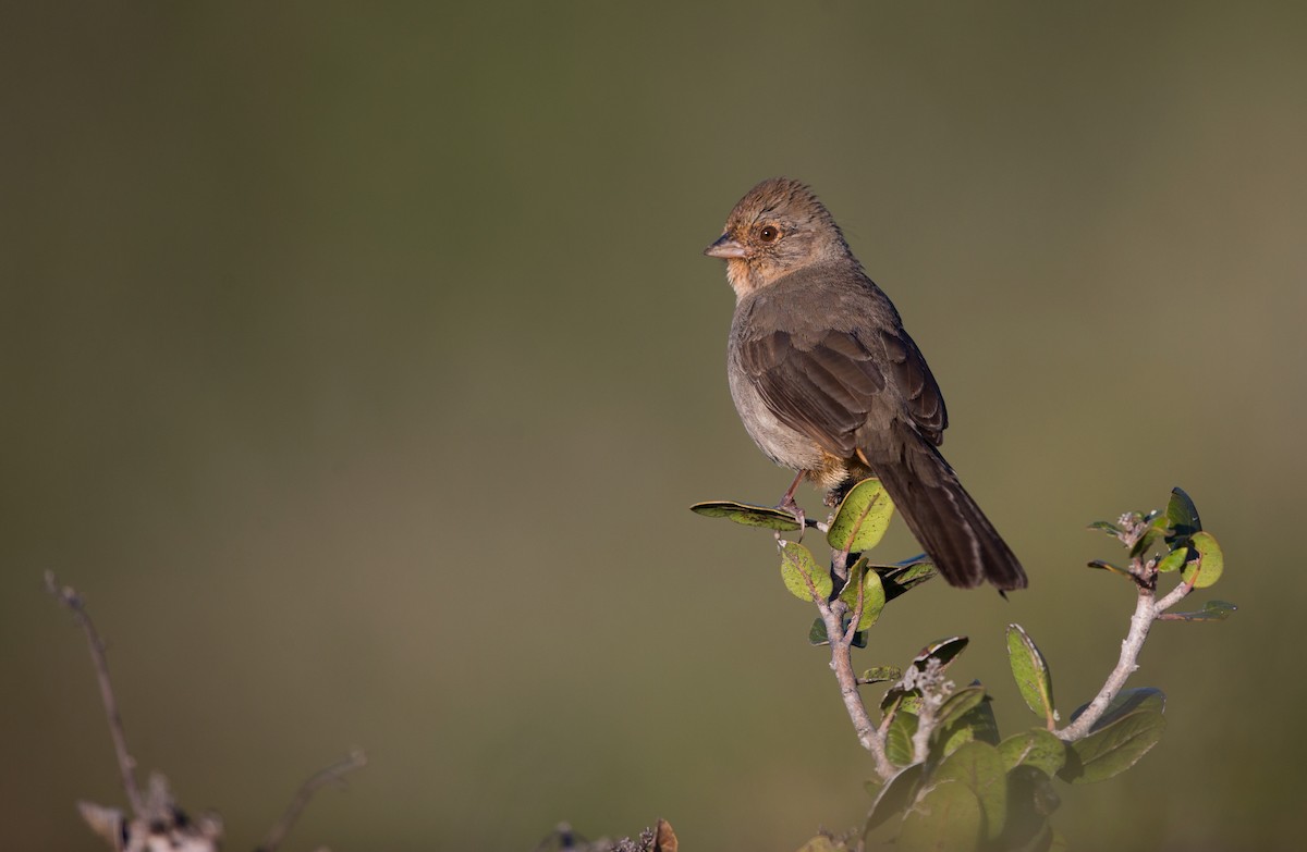 California Towhee - ML642446220