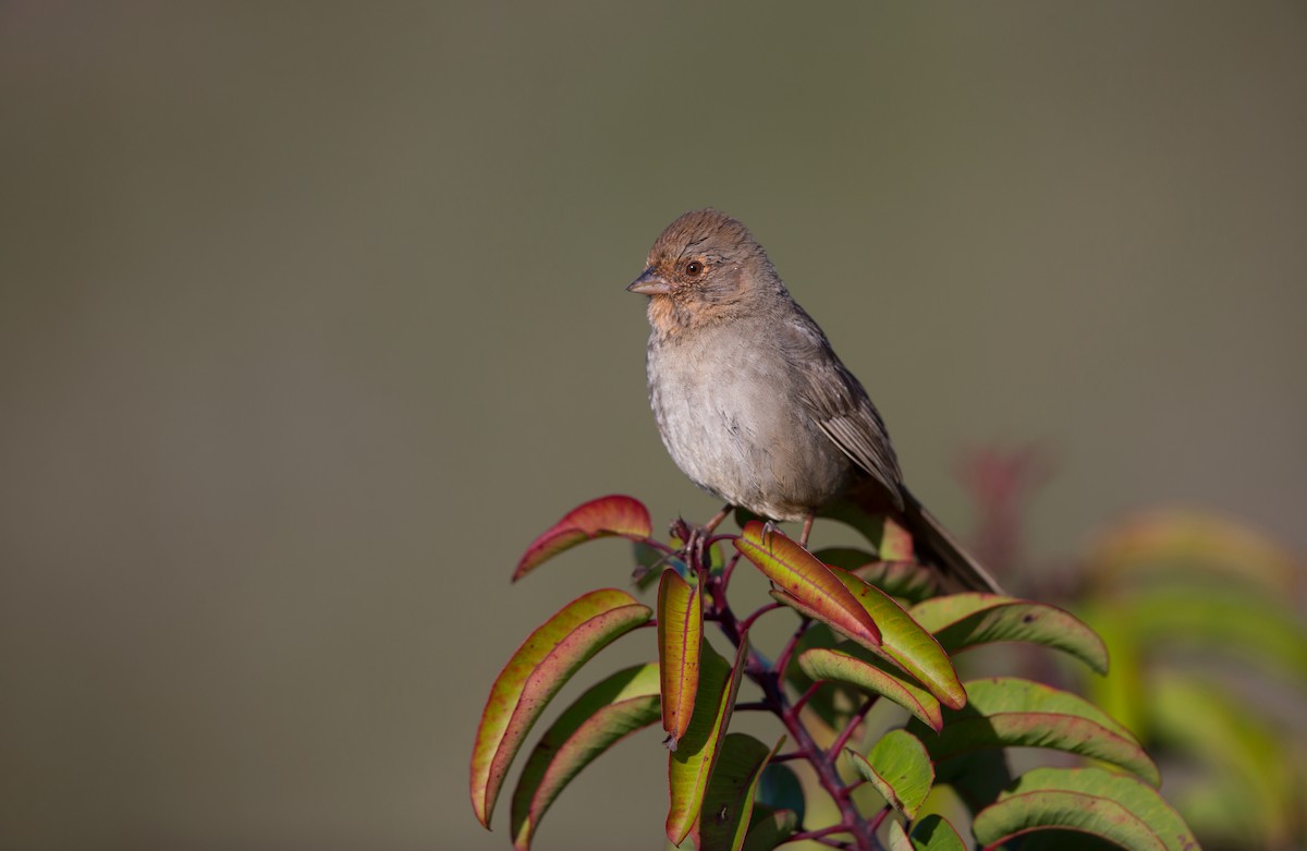 California Towhee - ML642446221