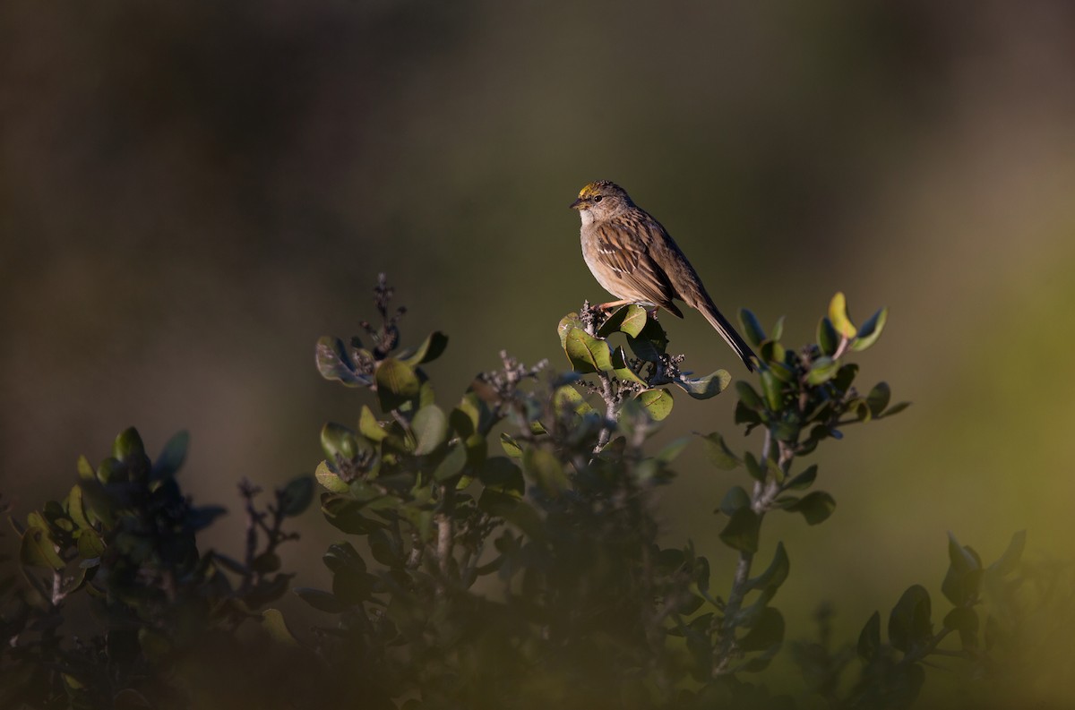 Golden-crowned Sparrow - ML642446222