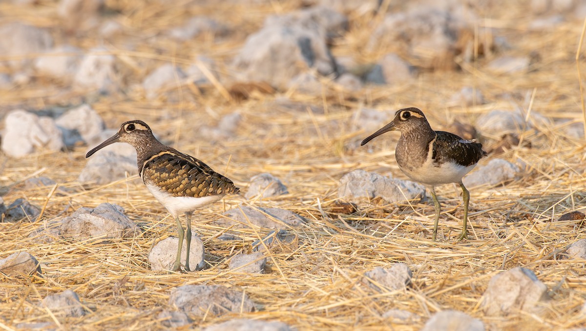 彩鷸 - ML642446223