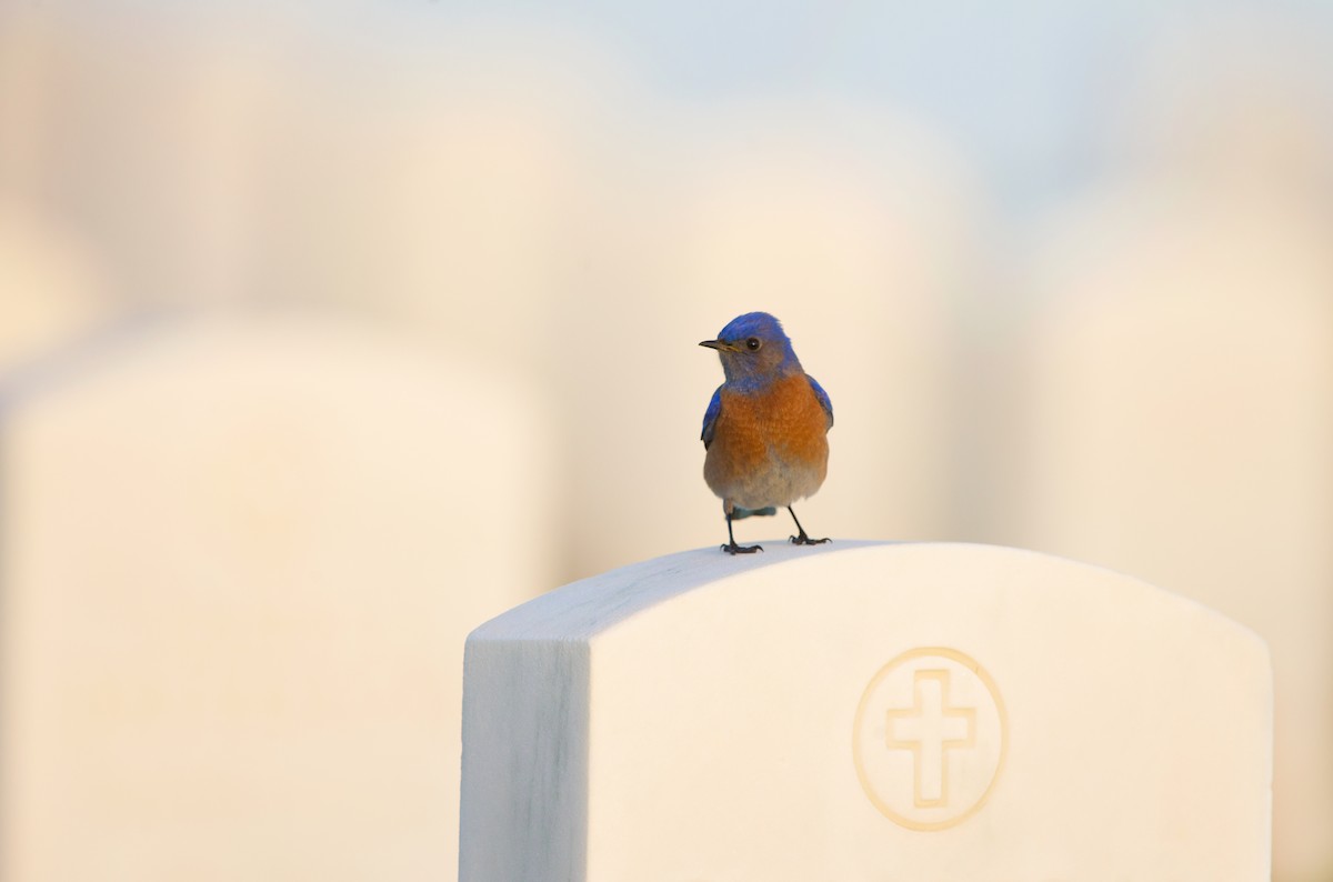 Western Bluebird - ML642446224