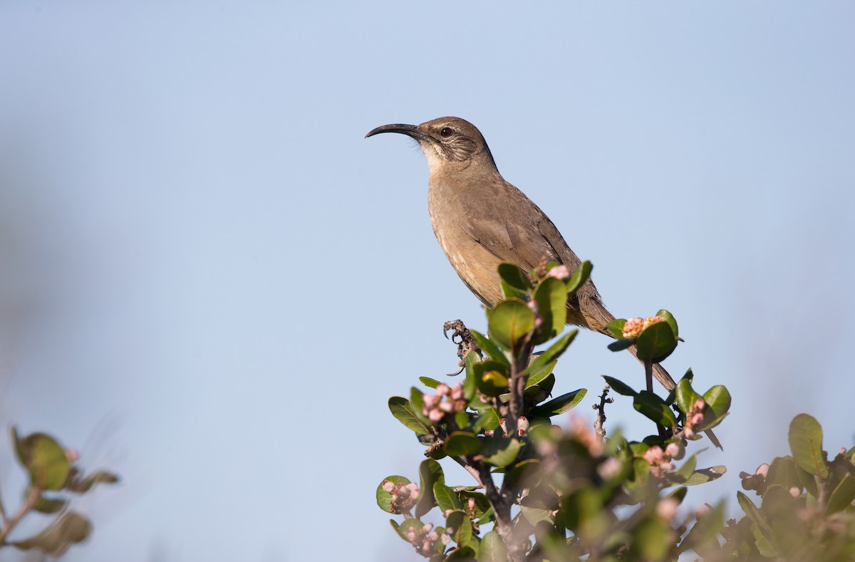 California Thrasher - ML642446226
