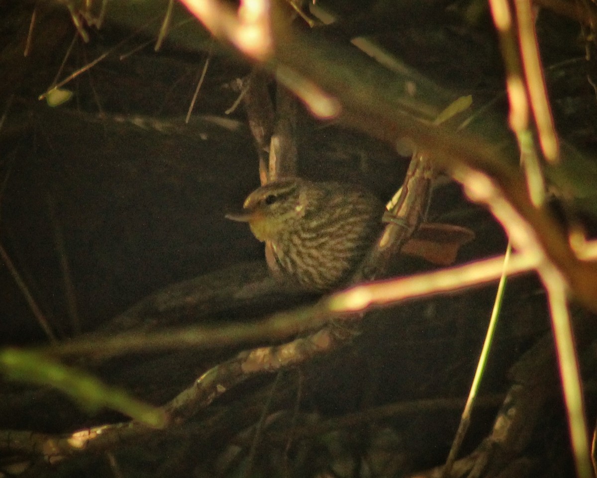 Buff-browed Foliage-gleaner - ML642446230