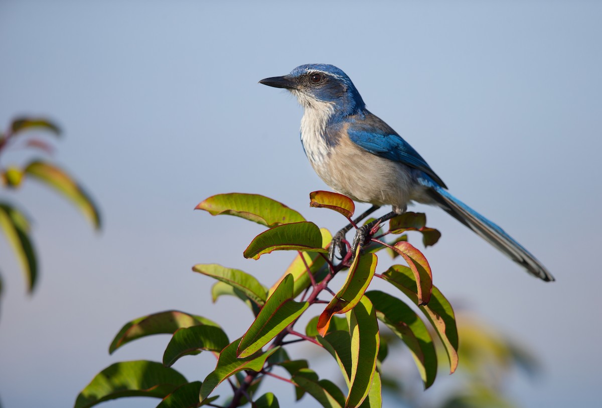 California Scrub-Jay - ML642446239