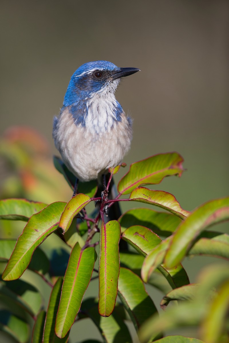 California Scrub-Jay - ML642446240
