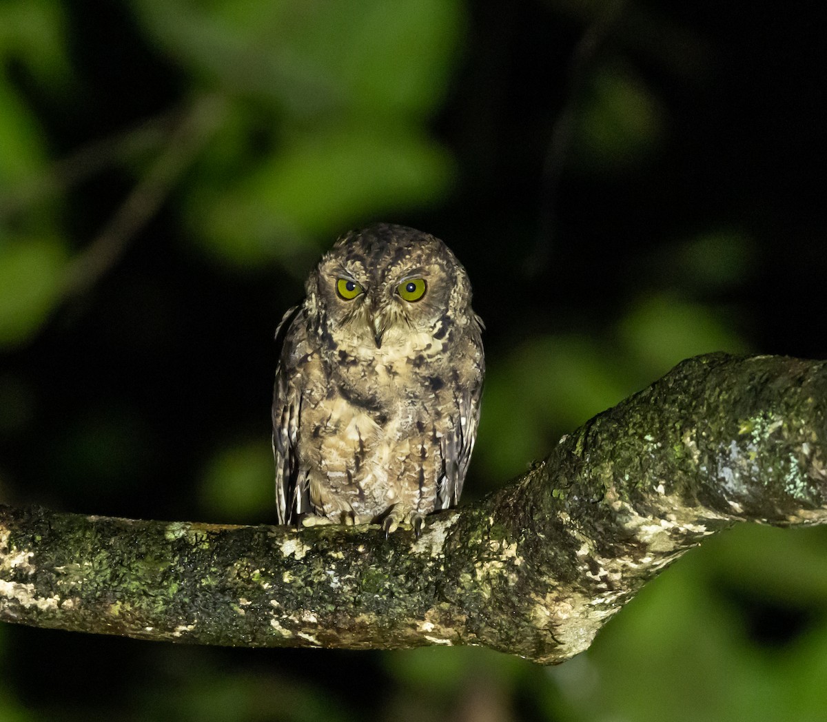 Seychelles Scops-Owl - ML642446245