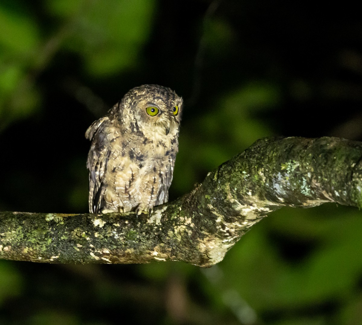 Seychelles Scops-Owl - ML642446246