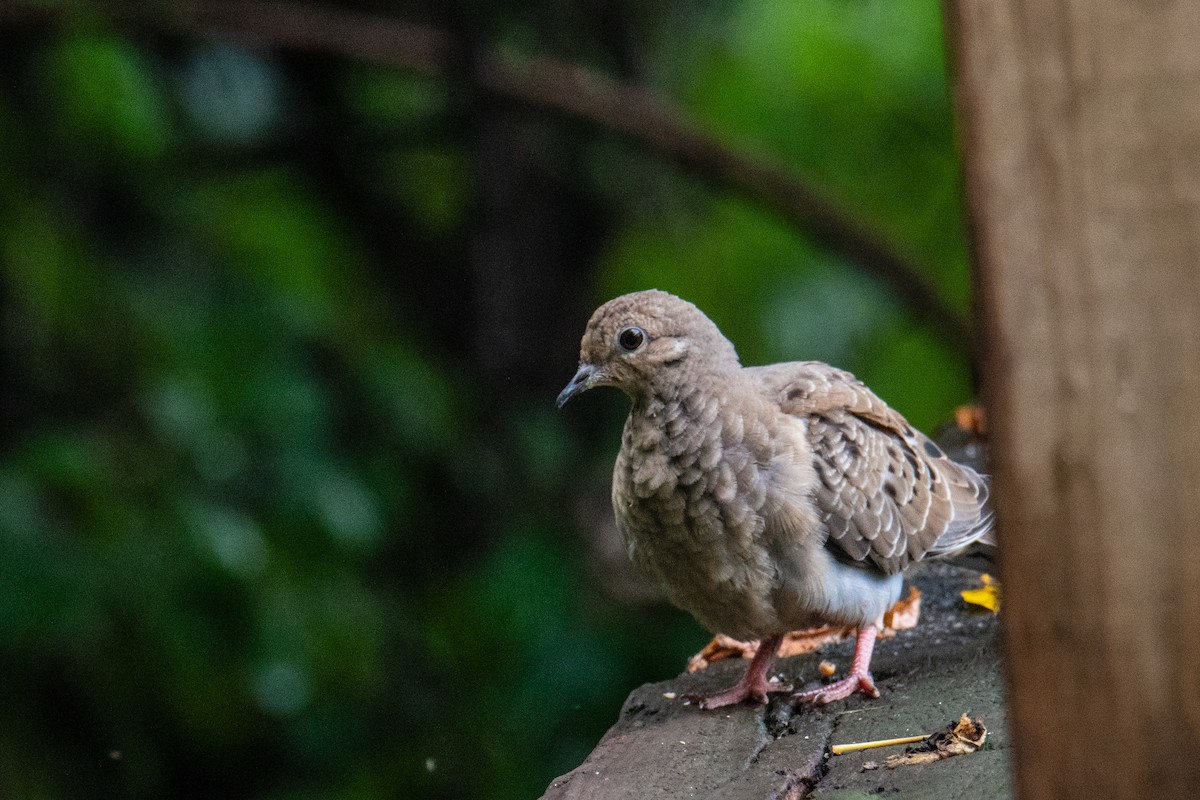 Mourning Dove - ML642446301